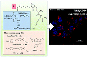 Graphical abstract: Time-lapse monitoring of TLR2 ligand internalization with newly developed fluorescent probes