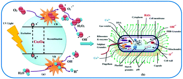 Graphical abstract: High performance multifunctional green Co3O4 spinel nanoparticles: photodegradation of textile dye effluents, catalytic hydrogenation of nitro-aromatics and antibacterial potential