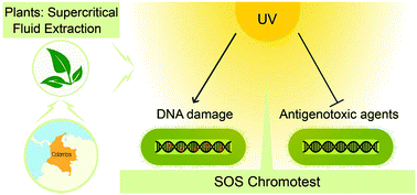 Graphical abstract: The SOS Chromotest applied for screening plant antigenotoxic agents against ultraviolet radiation