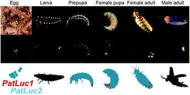 Graphical abstract: Biochemical characteristics and gene expression profiles of two paralogous luciferases from the Japanese firefly Pyrocoelia atripennis (Coleoptera, Lampyridae, Lampyrinae): insight into the evolution of firefly luciferase genes