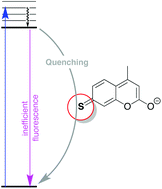 Graphical abstract: Photophysics of 7-mercapto-4-methylcoumarin and derivatives: complementary fluorescence behaviour to 7-hydroxycoumarins