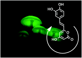 Graphical abstract: Identification of hispidin as a bioluminescent active compound and its recycling biosynthesis in the luminous fungal fruiting body