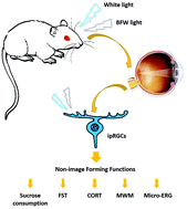 Graphical abstract: Blue light filtered white light induces depression-like responses and temporary spatial learning deficits in rats