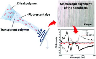 Graphical abstract: Amplified polarization properties of electrospun nanofibers containing fluorescent dyes and helical polymer