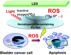Graphical abstract: Suppression of T24 human bladder cancer cells by ROS from locally delivered hematoporphyrin-containing polyurethane films