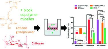 Graphical abstract: Cationic glycopolymers through controlled polymerisation of a glucosamine-based monomer mimicking the behaviour of chitosan
