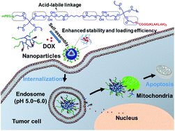Graphical abstract: One-pot synthesis of pH-responsive hyperbranched polymer–peptide conjugates with enhanced stability and loading efficiency for combined cancer therapy