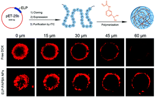 Graphical abstract: Phenylboronic acid-incorporated elastin-like polypeptide nanoparticle drug delivery systems