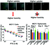 Graphical abstract: Influence of nanoparticle shapes on cellular uptake of paclitaxel loaded nanoparticles in 2D and 3D cancer models