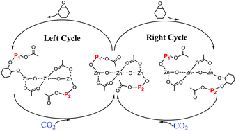Graphical abstract: Kinetic and mechanistic investigation for the copolymerization of CO2 and cyclohexene oxide catalyzed by trizinc complexes