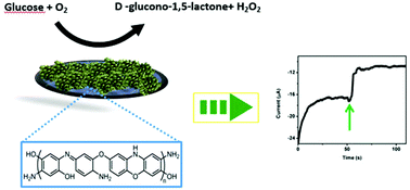 Graphical abstract: Poly(o-aminophenol) prepared by Cu(ii) catalyzed air oxidation and its use as a bio-sensing architecture