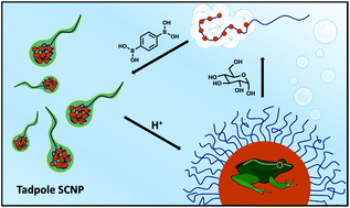 Graphical abstract: Self-assembly and disassembly of stimuli responsive tadpole-like single chain nanoparticles using a switchable hydrophilic/hydrophobic boronic acid cross-linker