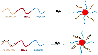 Graphical abstract: PDMAEMA-b-PLMA-b-POEGMA triblock terpolymers via RAFT polymerization and their self-assembly in aqueous solutions