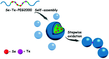 Graphical abstract: Multi-hierarchical responsive polymers: stepwise oxidation of a selenium- and tellurium-containing block copolymer with sensitivity to both chemical and electrochemical stimuli
