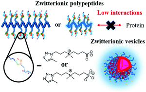 Graphical abstract: Zwitterionic polypeptides bearing carboxybetaine and sulfobetaine: synthesis, self-assembly, and their interactions with proteins