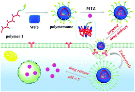 Graphical abstract: Supramolecular polymersomes constructed from water-soluble pillar[5]arene and cationic poly(glutamamide)s and their applications in targeted anticancer drug delivery