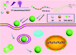 Graphical abstract: Fabrication of multifunctional fluorescent organic nanoparticles with AIE feature through photo-initiated RAFT polymerization