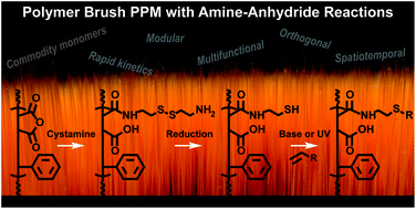 Graphical abstract: Post-polymerization modification of styrene–maleic anhydride copolymer brushes
