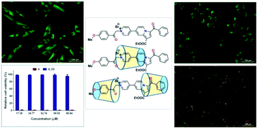 Graphical abstract: Novel cyclodextrin-based pH-sensitive supramolecular host–guest assembly for staining acidic cellular organelles