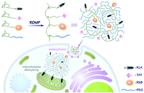 Graphical abstract: A simple, modular synthesis of bifunctional peptide-polynorbornenes for apoptosis induction and fluorescence imaging of cancer cells