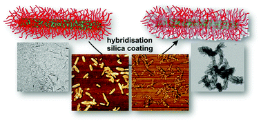 Graphical abstract: Polymer brush guided templating on well-defined rod-like cellulose nanocrystals
