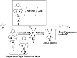 Graphical abstract: A displacement-type fluorescent probe reveals active species in the coordinative polymerization of olefins