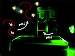 Graphical abstract: Reporting pH-sensitive drug release via unpaired spin fluorescence silencing