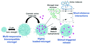 Graphical abstract: Dual-responsive biocompatible microgels as high loaded cargo: understanding of encapsulation/release driving forces by NMR NOESY