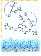 Graphical abstract: Design and characterization of ultrastable, biopassive and lubricious cyclic poly(2-alkyl-2-oxazoline) brushes