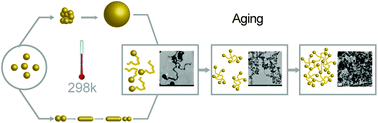 Graphical abstract: Self-assembly of gold nanowire networks into gold foams: production, ultrastructure and applications