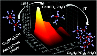 Graphical abstract: In situ luminescence analysis: a new light on monitoring calcium phosphate phase transitions