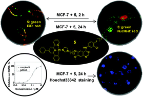 Graphical abstract: Luminescent cyclometallated platinum(ii) complexes: highly promising EGFR/DNA probes and dual-targeting anticancer agents