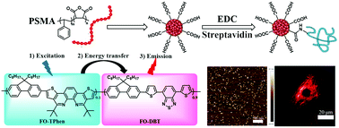 Graphical abstract: Thiophene-fused 1,10-phenanthroline toward a far-red emitting conjugated polymer and its polymer dots: synthesis, properties and subcellular imaging
