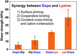 Graphical abstract: Hidden complexity of synergistic roles of Dopa and lysine for strong wet adhesion
