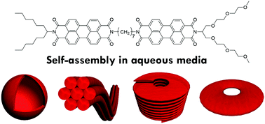 Graphical abstract: Water-induced self-assembly of an amphiphilic perylene bisimide dyad into vesicles, fibers, coils, and rings