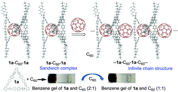 Graphical abstract: Pentadecaphenylenes: synthesis, self-assembly and complexation with fullerene C60