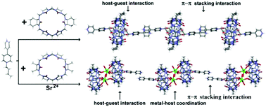 Graphical abstract: Multiple noncovalent interaction constructed polymeric supramolecular crystals: recognition of butyl viologen by para-dicyclohexanocucurbit[6]uril and α,α′,δ,δ′-tetramethylcucurbit[6]uril