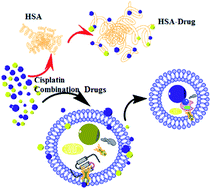 Graphical abstract: Cisplatin combination drugs induce autophagy in HeLa cells and interact with HSA via electrostatic binding affinity