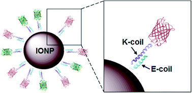 Graphical abstract: A coiled-coil strategy for the directional display of multiple proteins on the surface of iron oxide nanoparticles