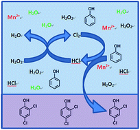 Graphical abstract: Selective water-based oxychlorination of phenol with hydrogen peroxide catalyzed by manganous sulfate