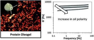 Graphical abstract: The effect of oil type on network formation by protein aggregates into oleogels