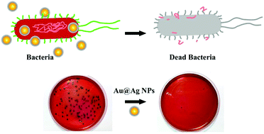 Graphical abstract: Shell thickness-dependent antibacterial activity and biocompatibility of gold@silver core–shell nanoparticles