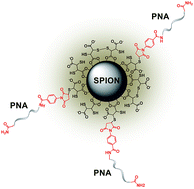 Graphical abstract: Superparamagnetic iron oxide nanoparticles functionalized by peptide nucleic acids