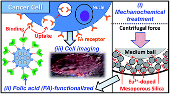Graphical abstract: Surface-engineered mesoporous silica particles with luminescent, cytocompatible and targeting properties for cancer cell imaging