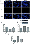 Graphical abstract: Protective effect and mechanistic evaluation of linalool against acute myocardial ischemia and reperfusion injury in rats