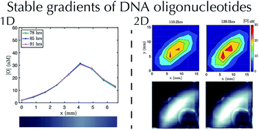 Graphical abstract: Stable DNA-based reaction–diffusion patterns