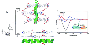 Graphical abstract: Unusual crystal structure and chirality of uridine 5′-monophosphate coordination polymer
