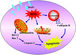 Graphical abstract: Oxidative stress-induced apoptosis of osteoblastic MC3T3-E1 cells by hydroxyapatite nanoparticles through lysosomal and mitochondrial pathways