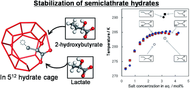 Graphical abstract: Thermodynamic stabilization of semiclathrate hydrates by hydrophilic group