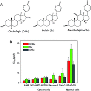 Graphical abstract: Cinobufagin, a bufadienolide, activates ROS-mediated pathways to trigger human lung cancer cell apoptosis in vivo